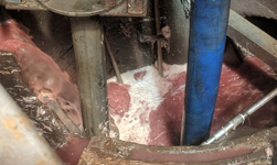 雞工廠的磨料廢物 - 垂直浸入泵和渦流葉輪
